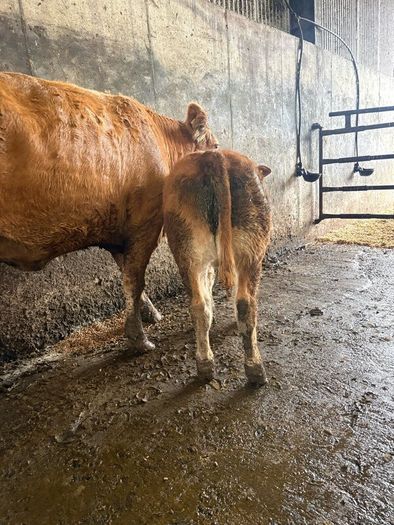 First calving springers with limousin calves