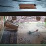Fish Tank Image 4