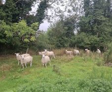 Sheep
