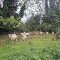 Sheep