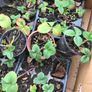 Alpine strawberry plants Image 2