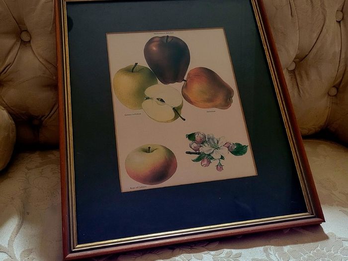 Vintage framed apple botanical print