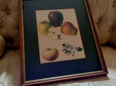 Vintage framed apple botanical print
