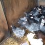 Pullets/hens/roosters/point of lay/ Image 3
