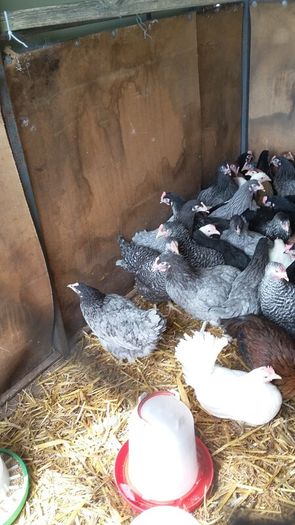 Pullets/hens/roosters/point of lay/