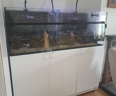 Red Sea Reefer 450 G1