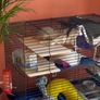 Two pet rats looking for a new home Image 5