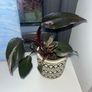 plant Philodendron Pink Princess Image 2