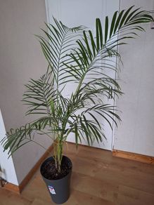 Indoor palm plant