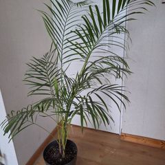 Indoor palm plant