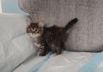 Kittens