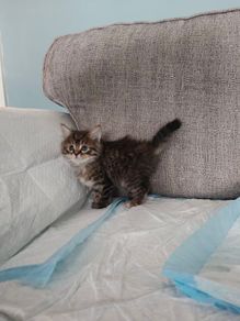 Kittens