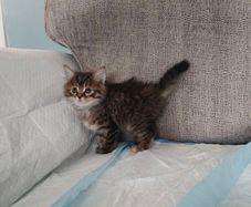 Kittens