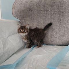 Kittens
