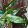 Monstera Standleyana Image 9