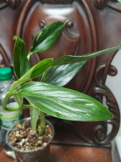 Monstera Standleyana