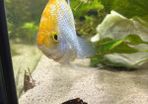 Angelfish