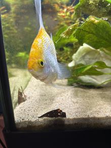 Angelfish