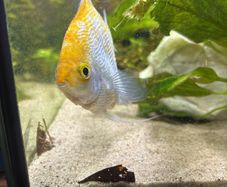 Angelfish
