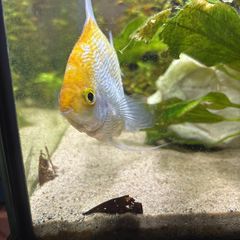 Angelfish