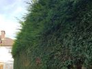 lawn care landscape and garden services Image 5