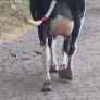 Fresh calved heifers Image 5