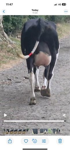 Fresh calved heifers