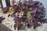 Large Oxalis Triangulus House Plant