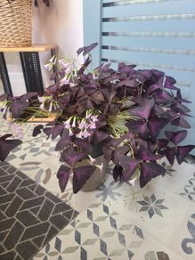 Large Oxalis Triangulus House Plant