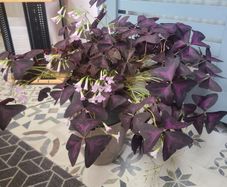 Large Oxalis Triangulus House Plant