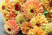 (Z) Colour Changing Zinnia Queen Lime Orange seeds 0.1g (416011)
