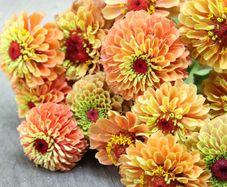 (Z) Colour Changing Zinnia Queen Lime Orange seeds 0.1g (416011)