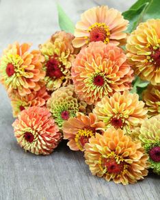 (Z) Colour Changing Zinnia Queen Lime Orange seeds 0.1g (416011)