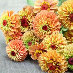 (Z) Colour Changing Zinnia Queen Lime Orange seeds 0.1g (416011)
