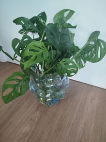 Monsters Adansonii plant