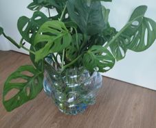 Monsters Adansonii plant