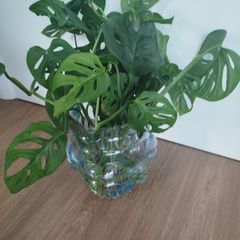 Monsters Adansonii plant