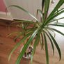 indoor plant Image 2