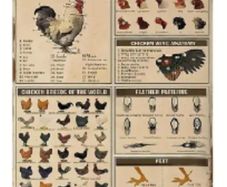 Chicken Knowledge Chart : Metal Sign