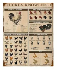 Chicken Knowledge Chart : Metal Sign