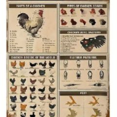 Chicken Knowledge Chart : Metal Sign