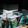 Fish tank Image 2