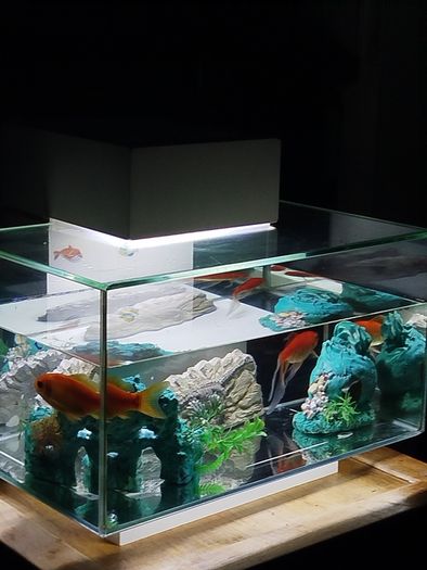 Fish tank