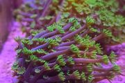 Alveopora Tizardi Neon Green