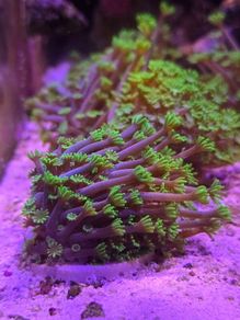 Alveopora Tizardi Neon Green