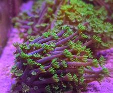 Alveopora Tizardi Neon Green