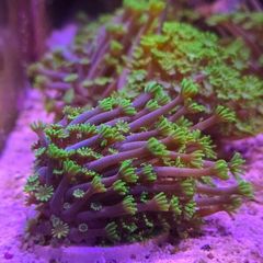 Alveopora Tizardi Neon Green