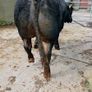 Bull Image 8