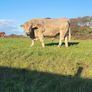 Bull lmx Image 3