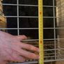 Dog crate Image 6